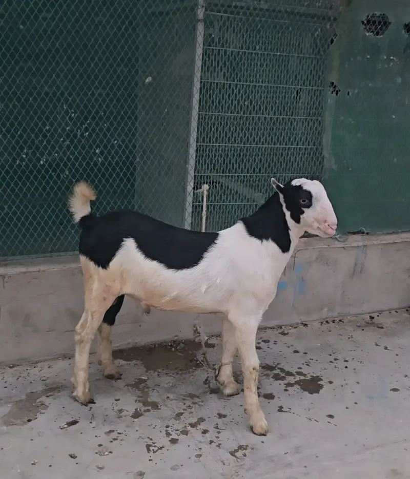 gulabi teddy goat bakra (bakri breeder) tedy teda — photo 4