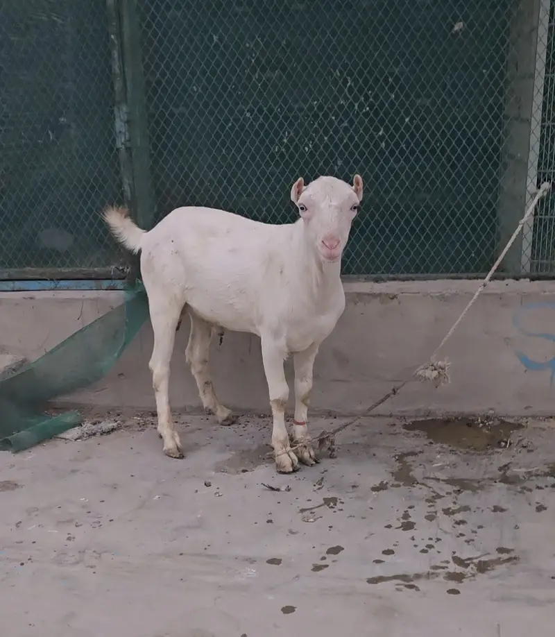 gulabi teddy goat bakra (bakri breeder) tedy teda — photo 5