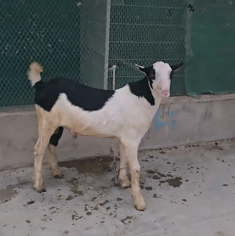 gulabi teddy goat bakra (bakri breeder) tedy teda — photo 6