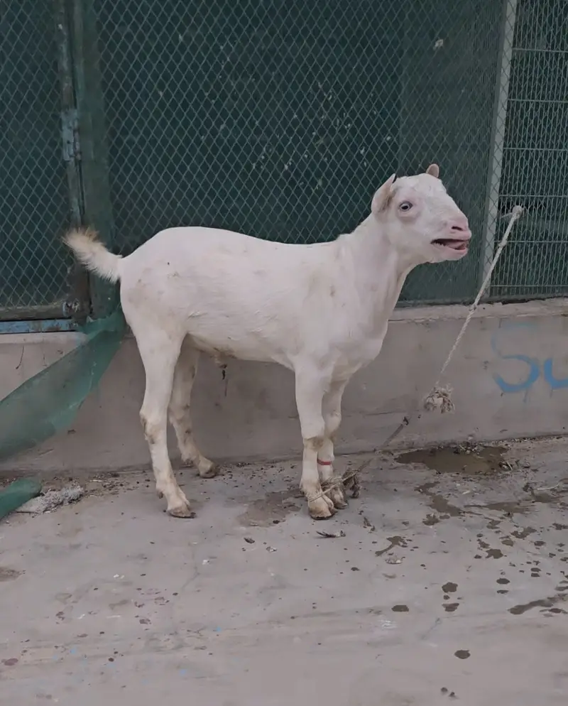 gulabi teddy goat bakra (bakri breeder) tedy teda — photo 7