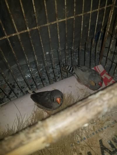 finch for sale