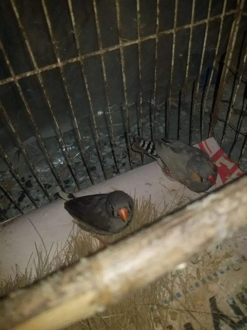 finch for sale