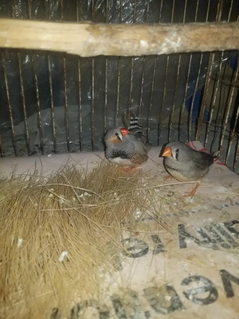 finch for sale — photo 2