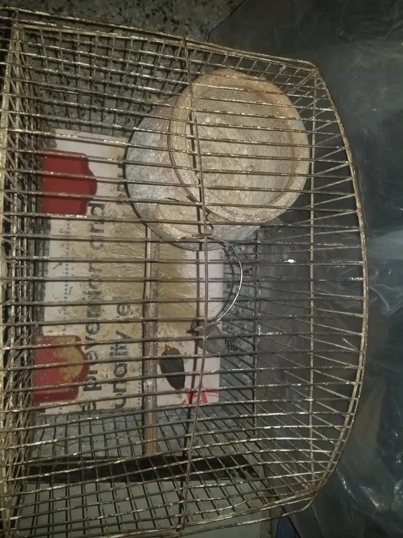 finch for sale — photo 3