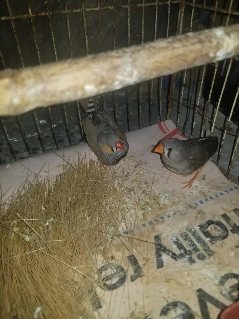 finch for sale — photo 4