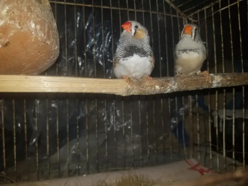 finch for sale — photo 5