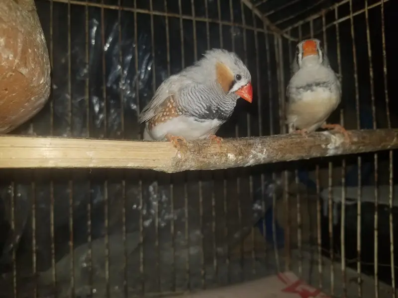 finch for sale — photo 6