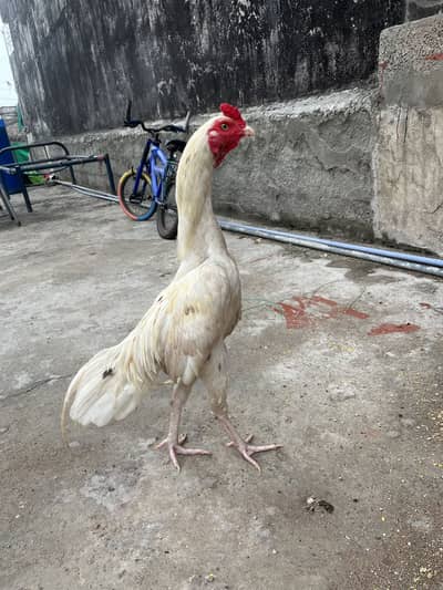 White Aseel Roaster