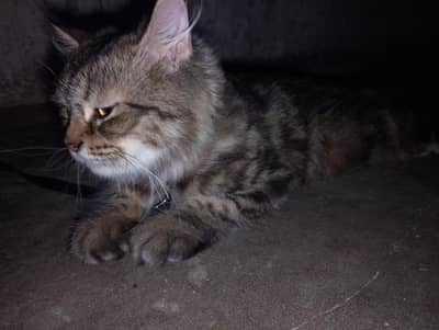it's a Persian cat triple coated