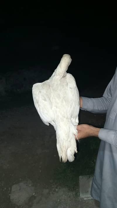 paper white hen heera