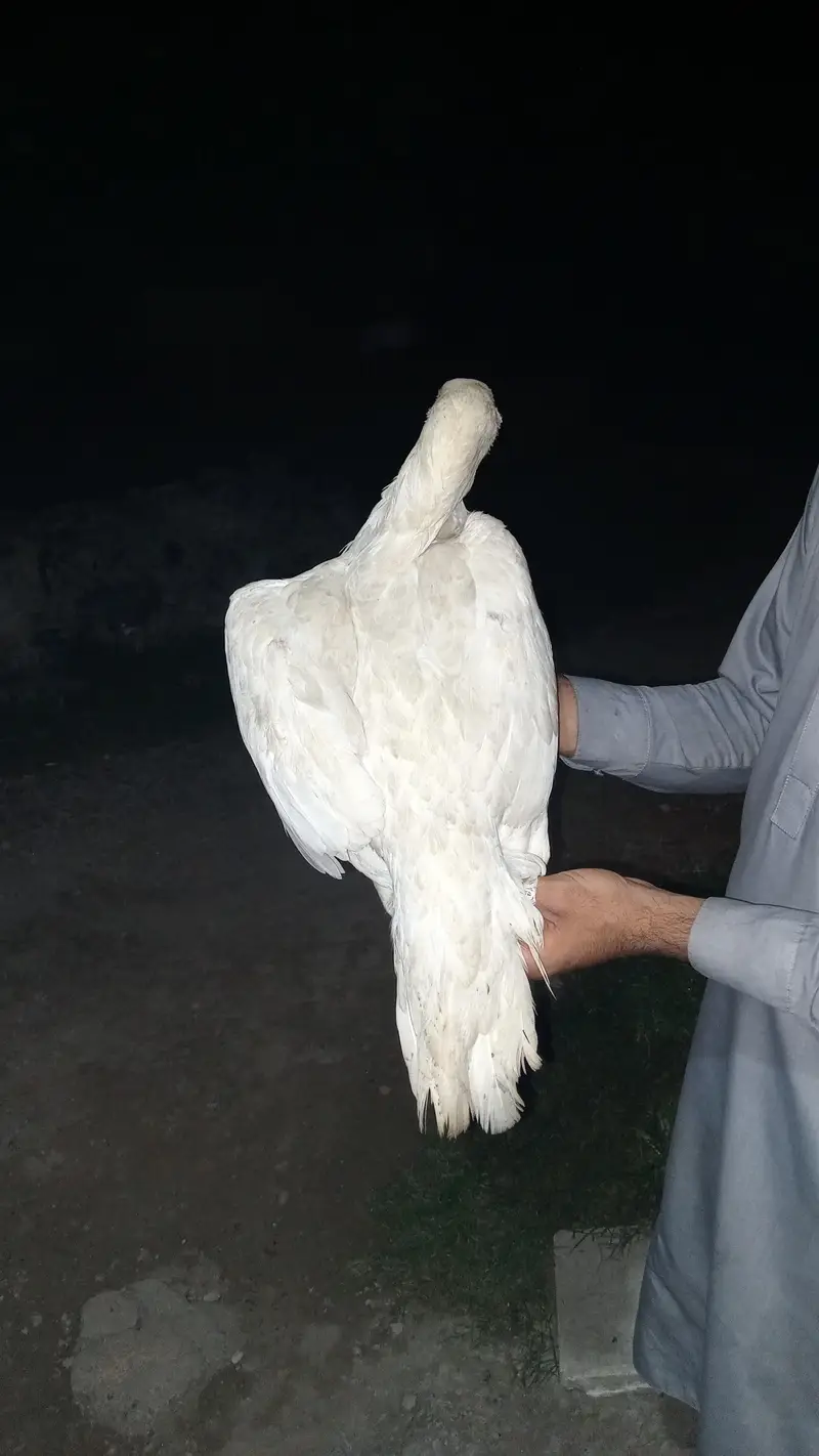 paper white hen heera — photo 2