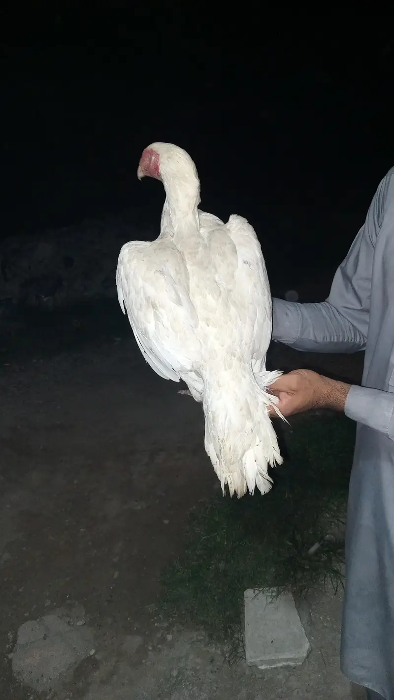 paper white hen heera — photo 3