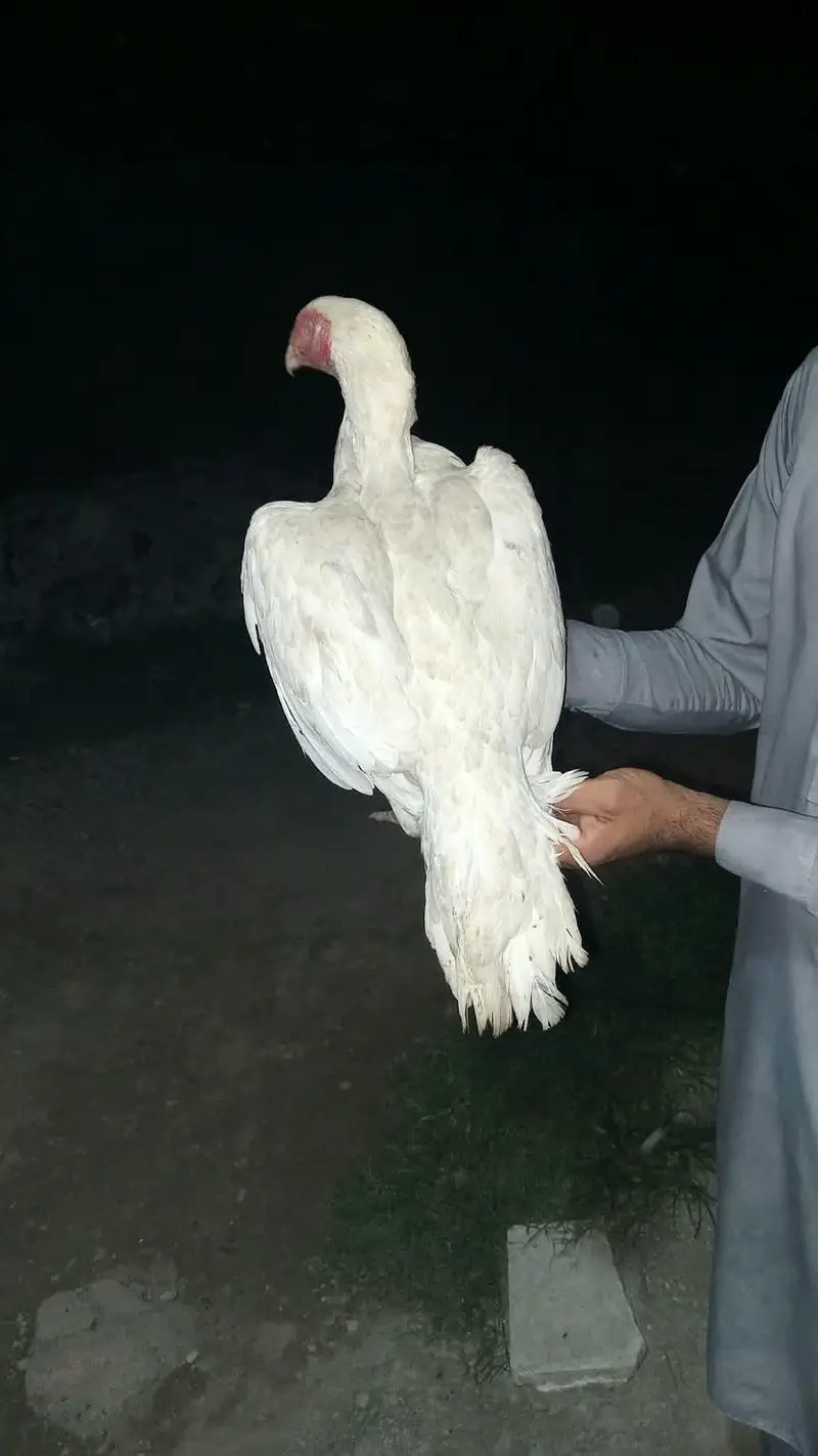 paper white hen heera — photo 4