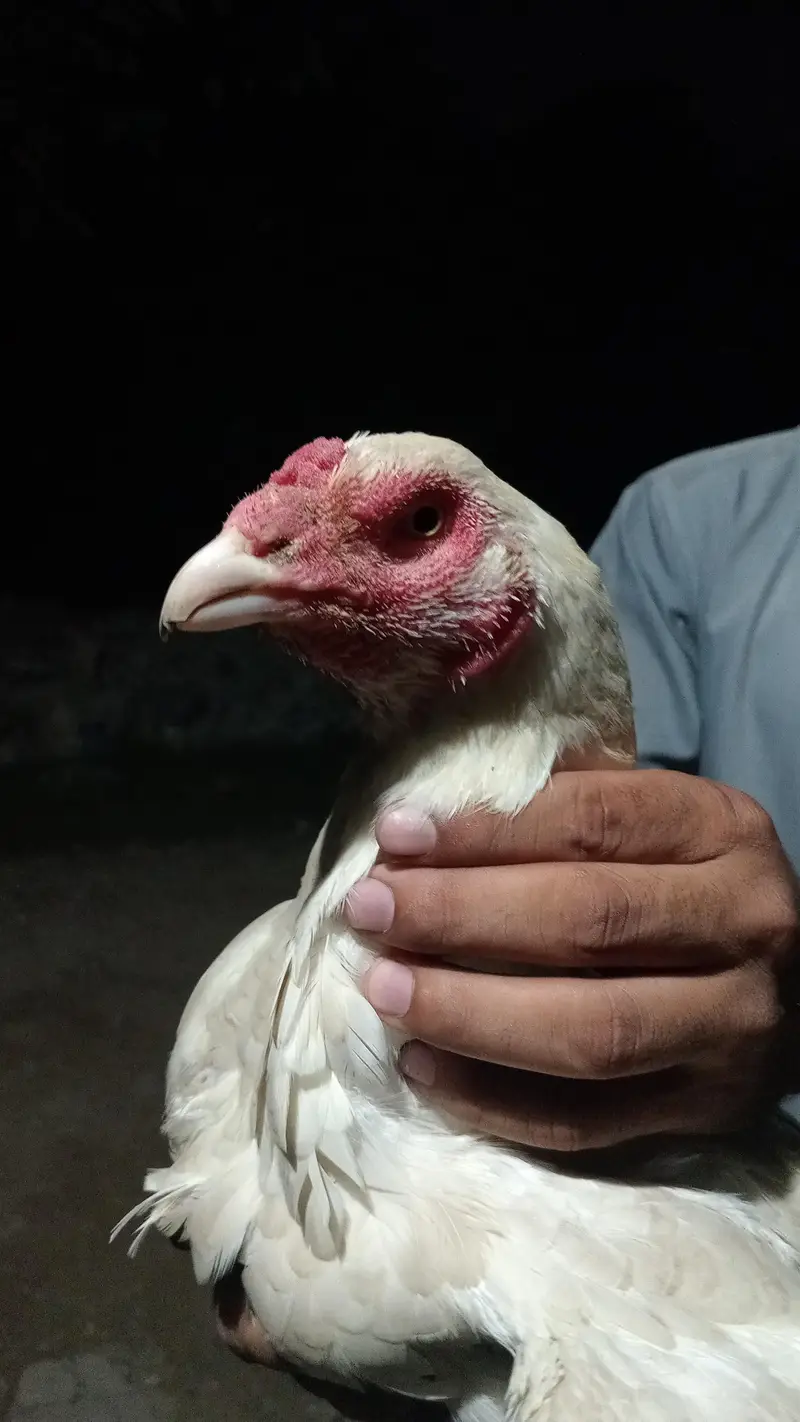 paper white hen heera — photo 6
