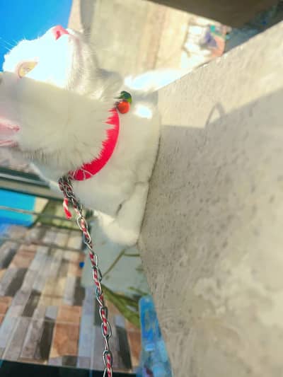 White Persian Doll Face Cat