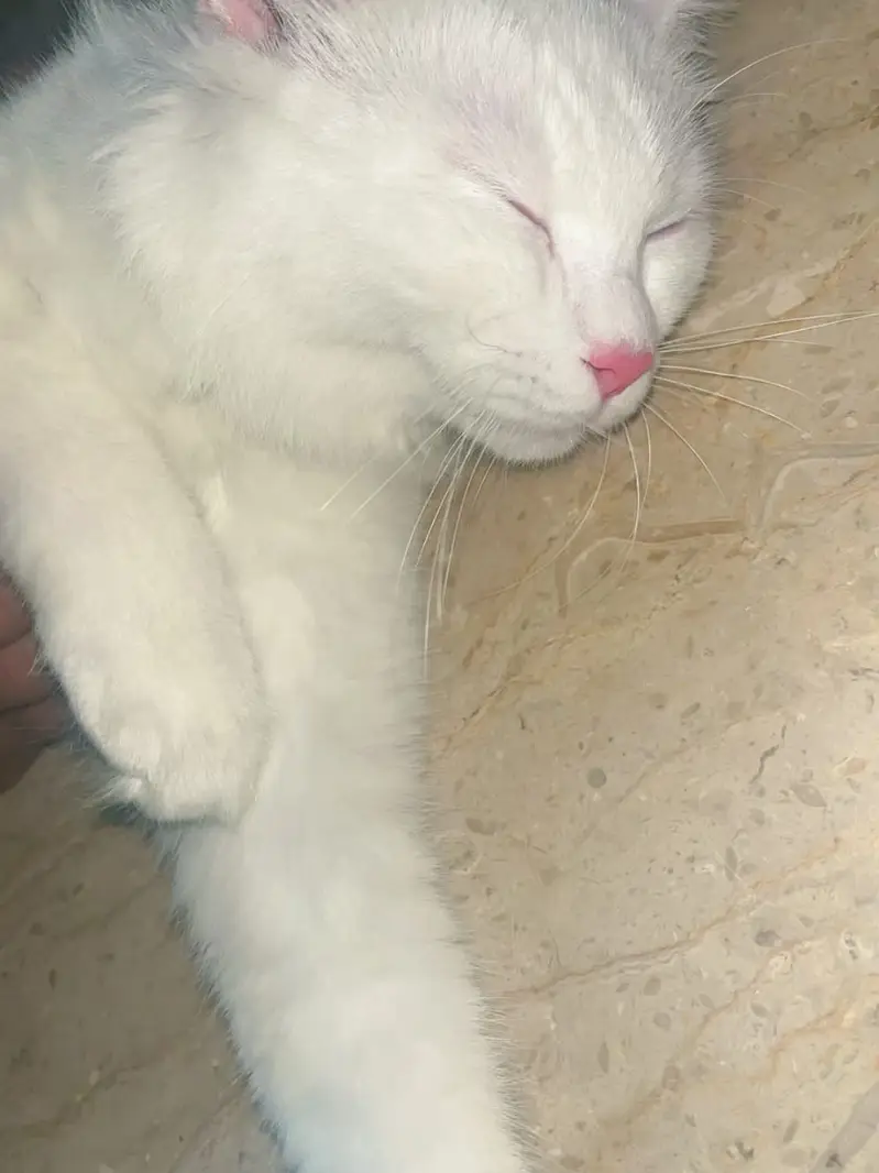 White Persian Doll Face Cat — photo 2