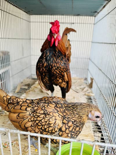 Golden Sebright silky bantam frizzle fancy pair Silki white grey