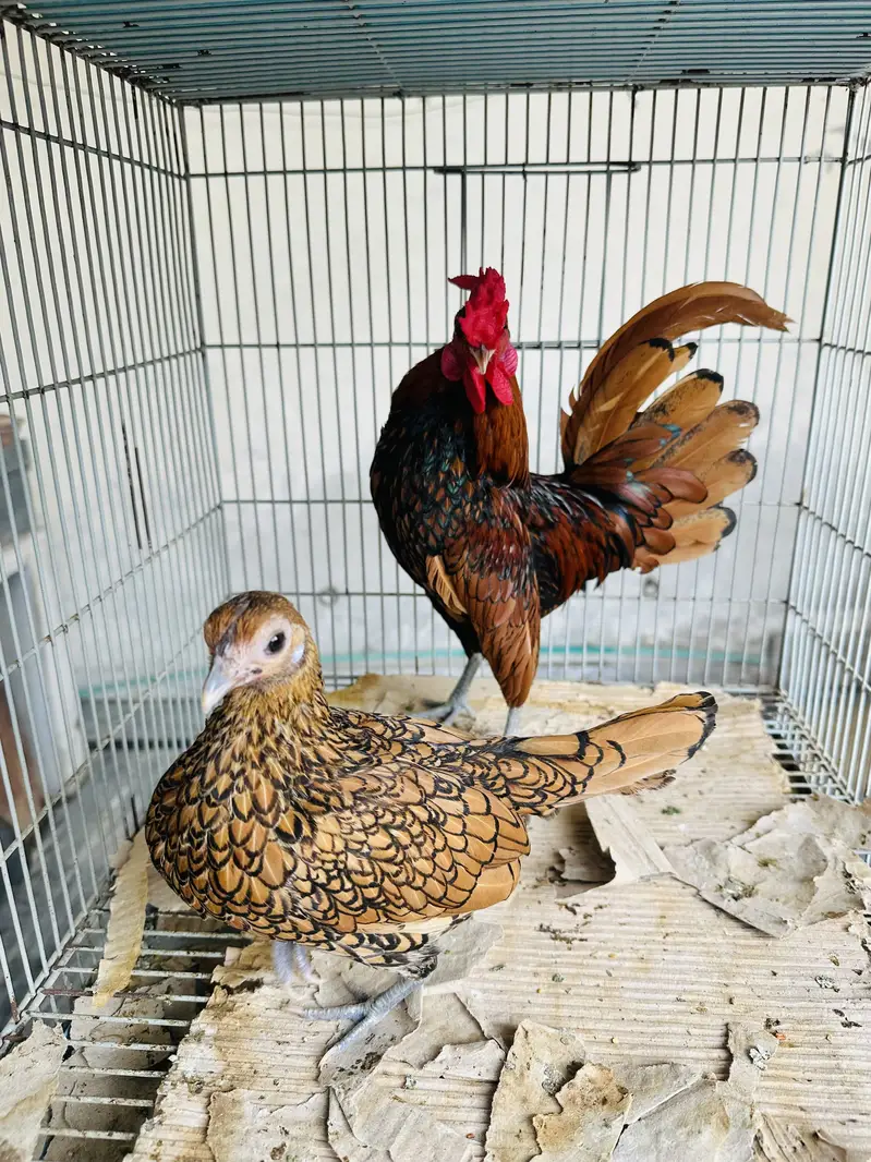 Golden Sebright silky bantam frizzle fancy pair Silki white grey — photo 2