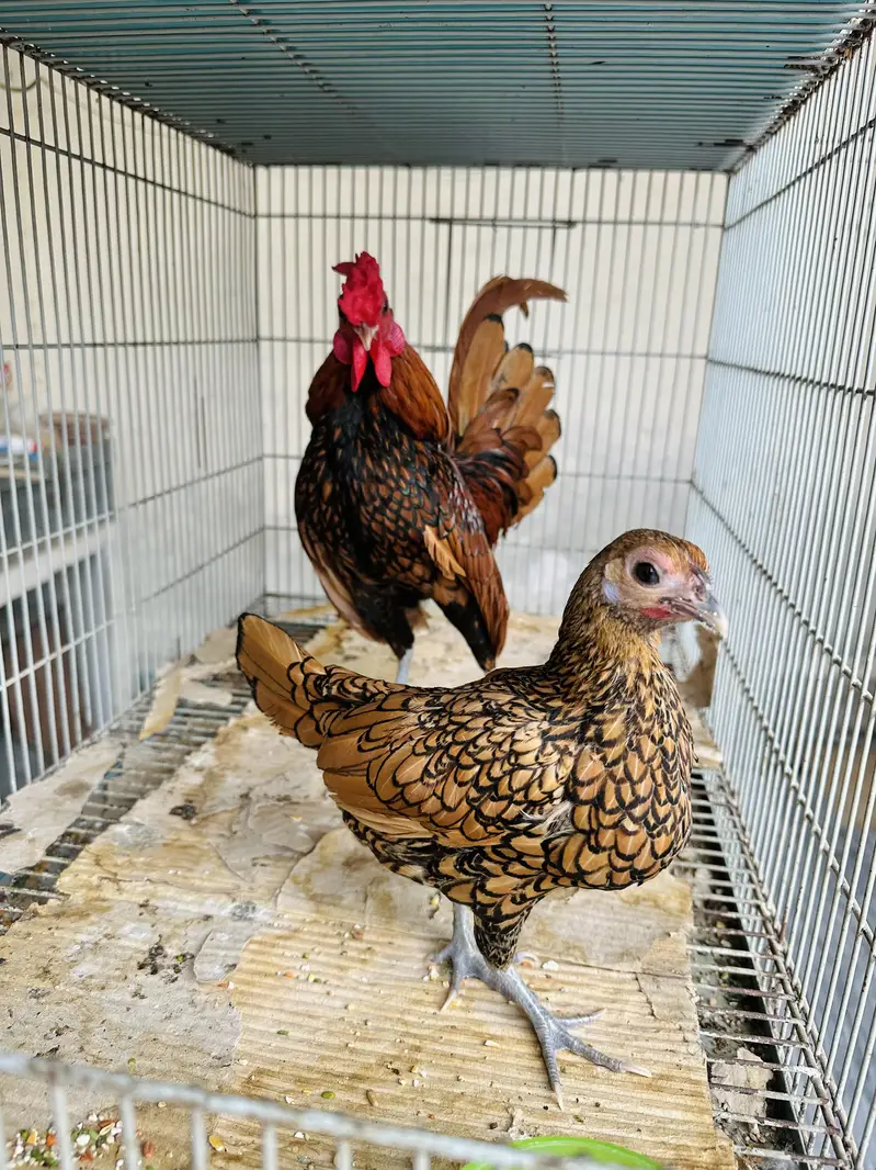 Golden Sebright silky bantam frizzle fancy pair Silki white grey — photo 6