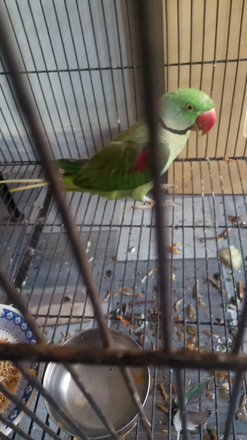 3 Green Parrots — photo 3