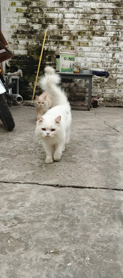 Persian pair for sale