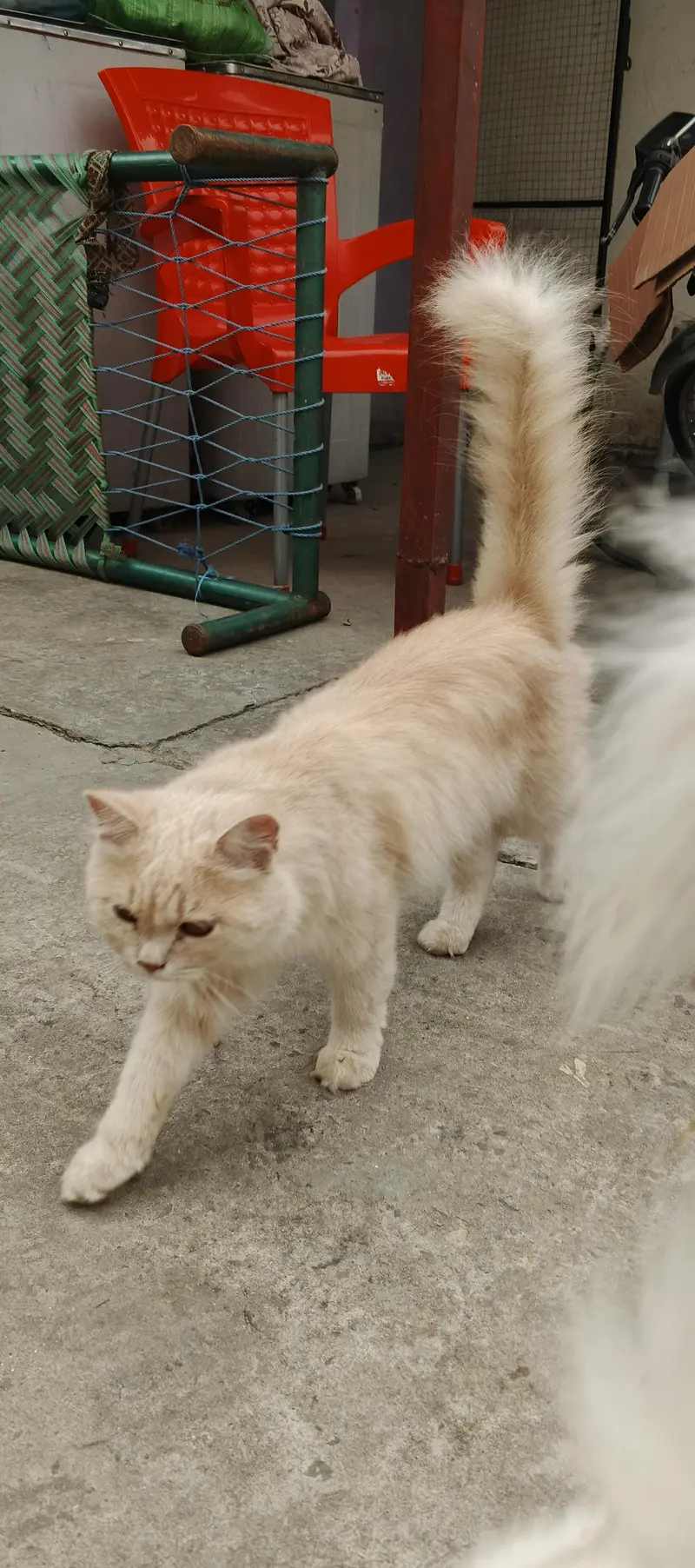Persian pair for sale — photo 2