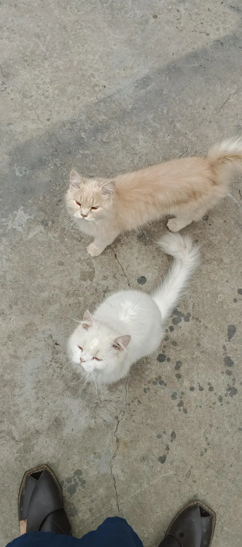 Persian pair for sale — photo 3