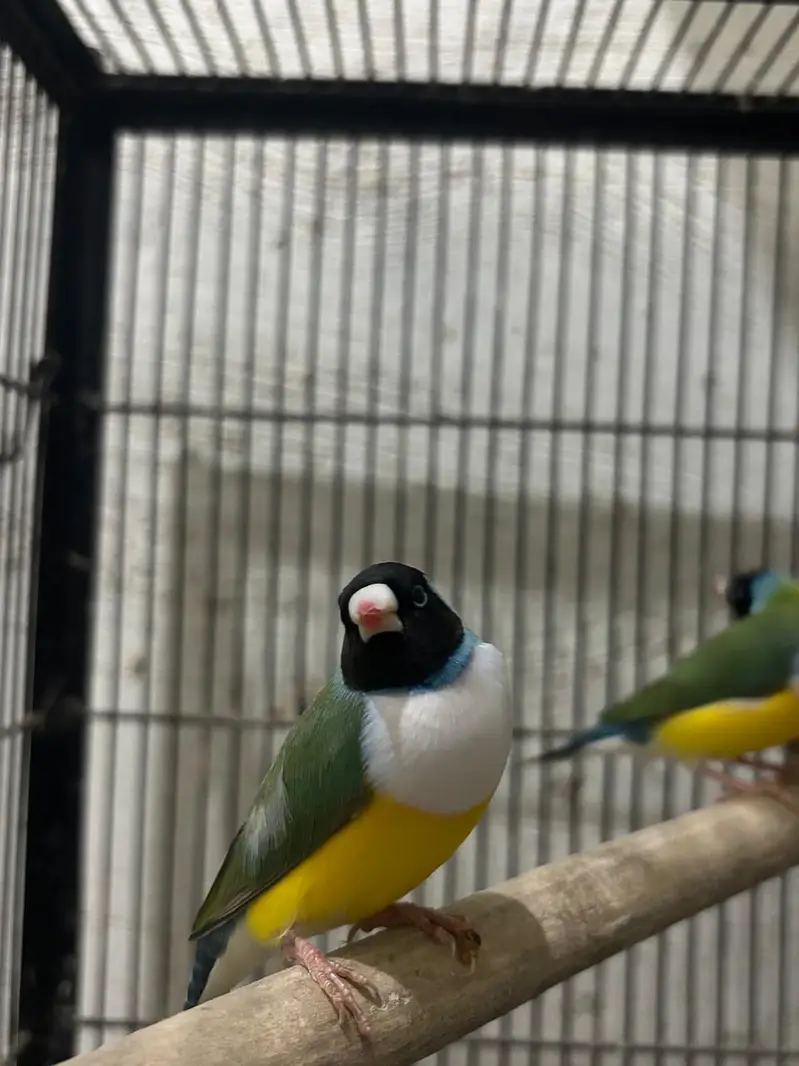 Goudian Ready To Breed Pcs