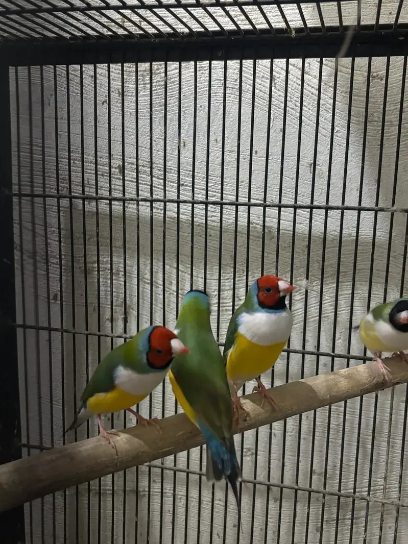 Goudian Ready To Breed Pcs — photo 2