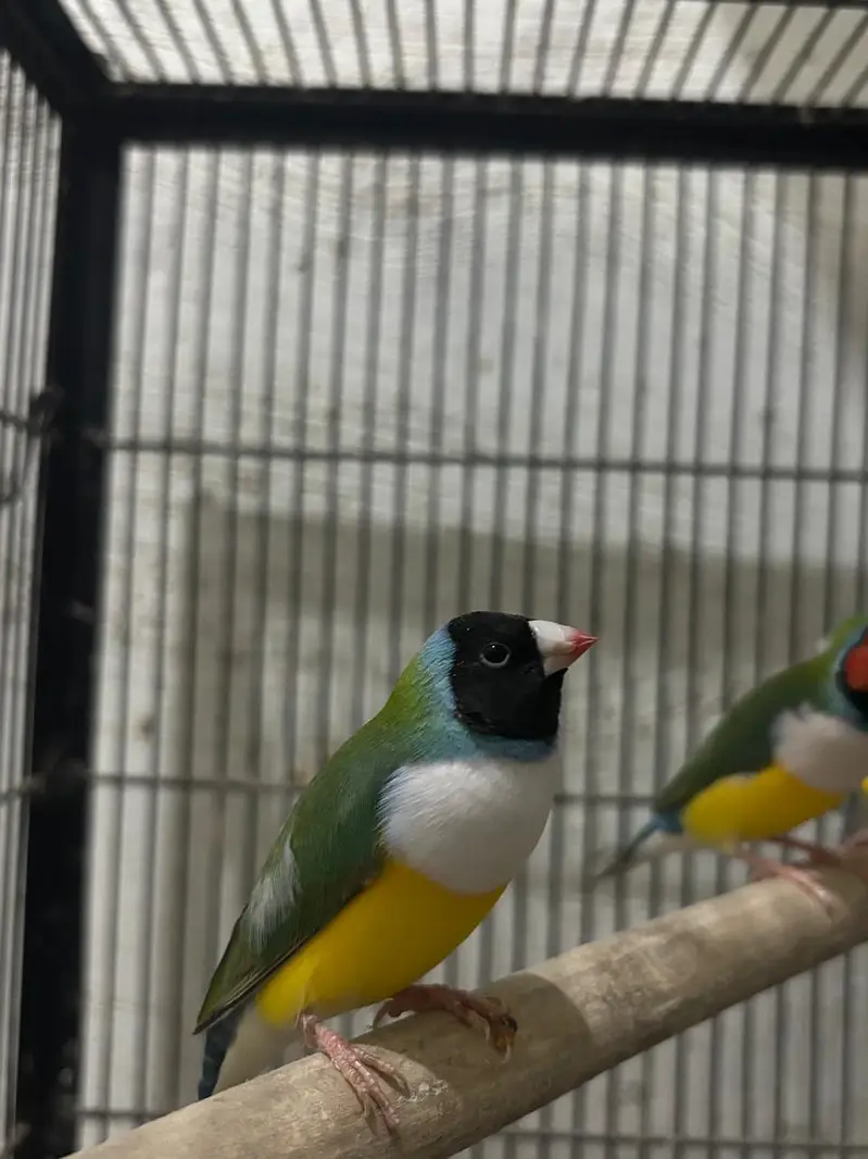 Goudian Ready To Breed Pcs — photo 3