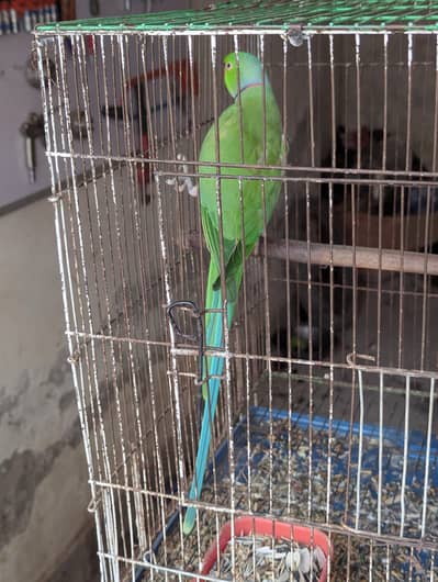 paltto male