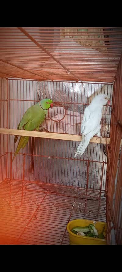 beautiful pair full add read