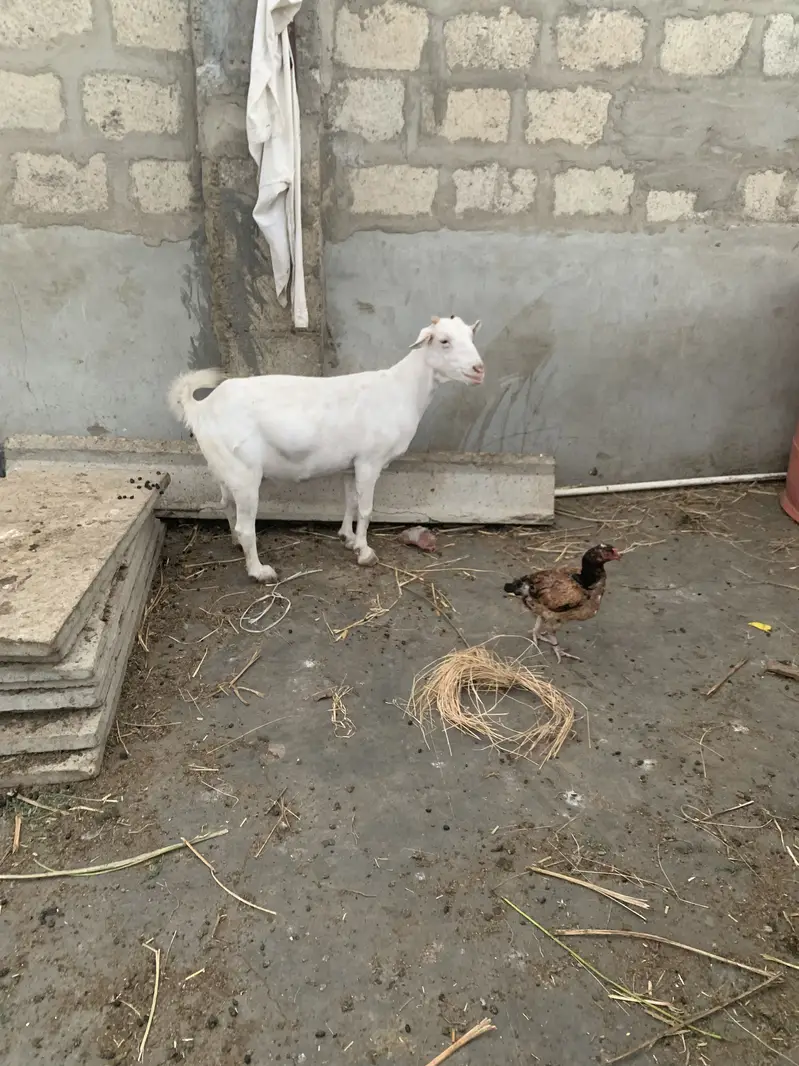 Gulabi teddy bakri — photo 2