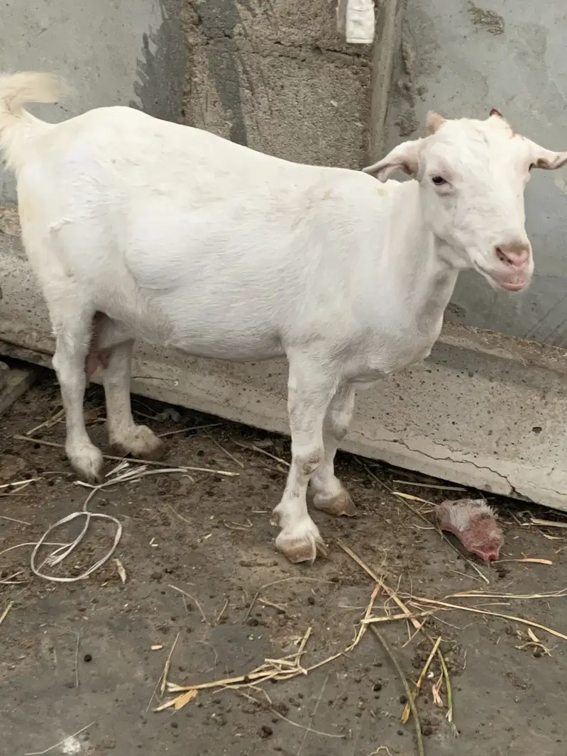 Gulabi teddy bakri — photo 3
