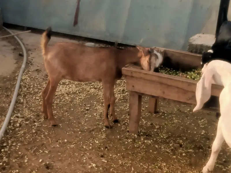 zero size tedi pathein milking bloodline bareek pasham — photo 2