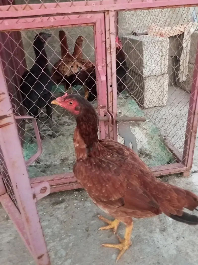 jora Aseel female — photo 2