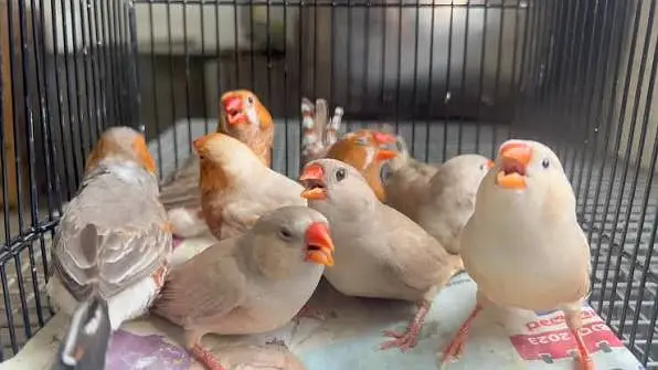 35 piece finches sale — photo 2