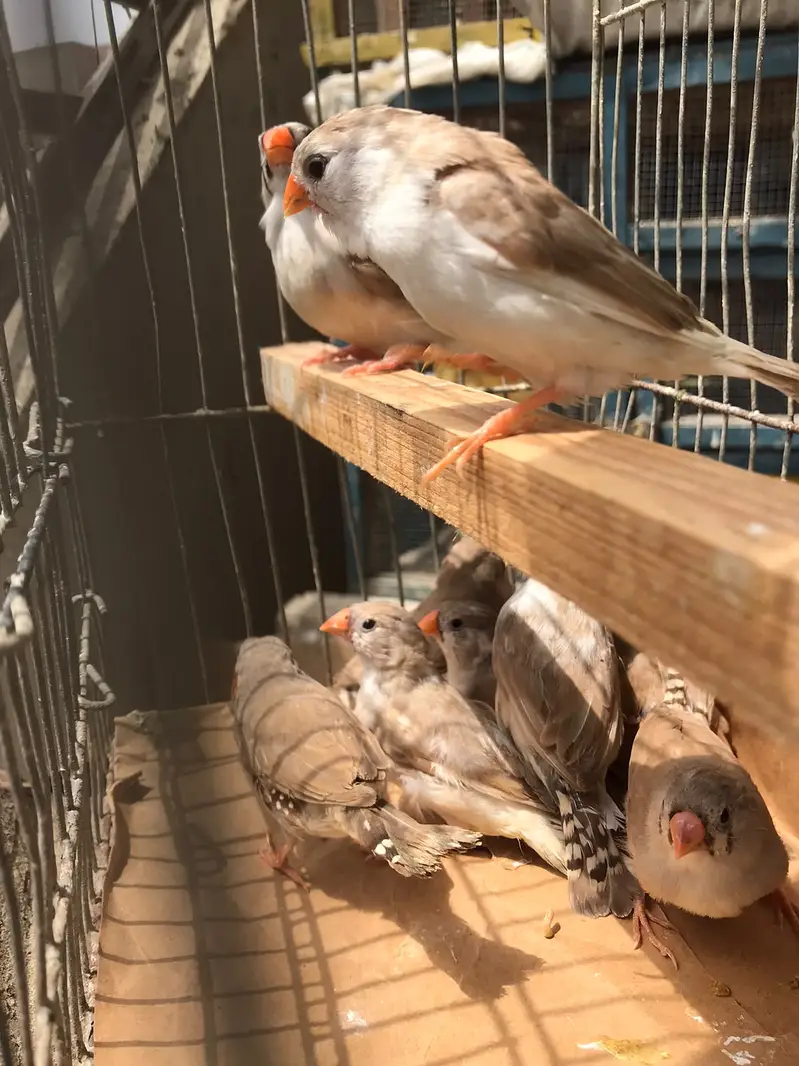 35 piece finches sale — photo 4