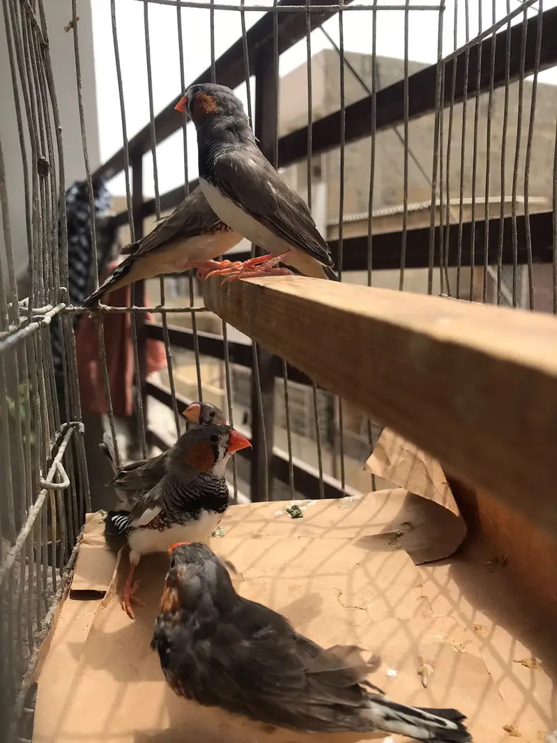 35 piece finches sale — photo 5