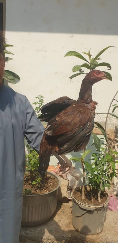 hen. .