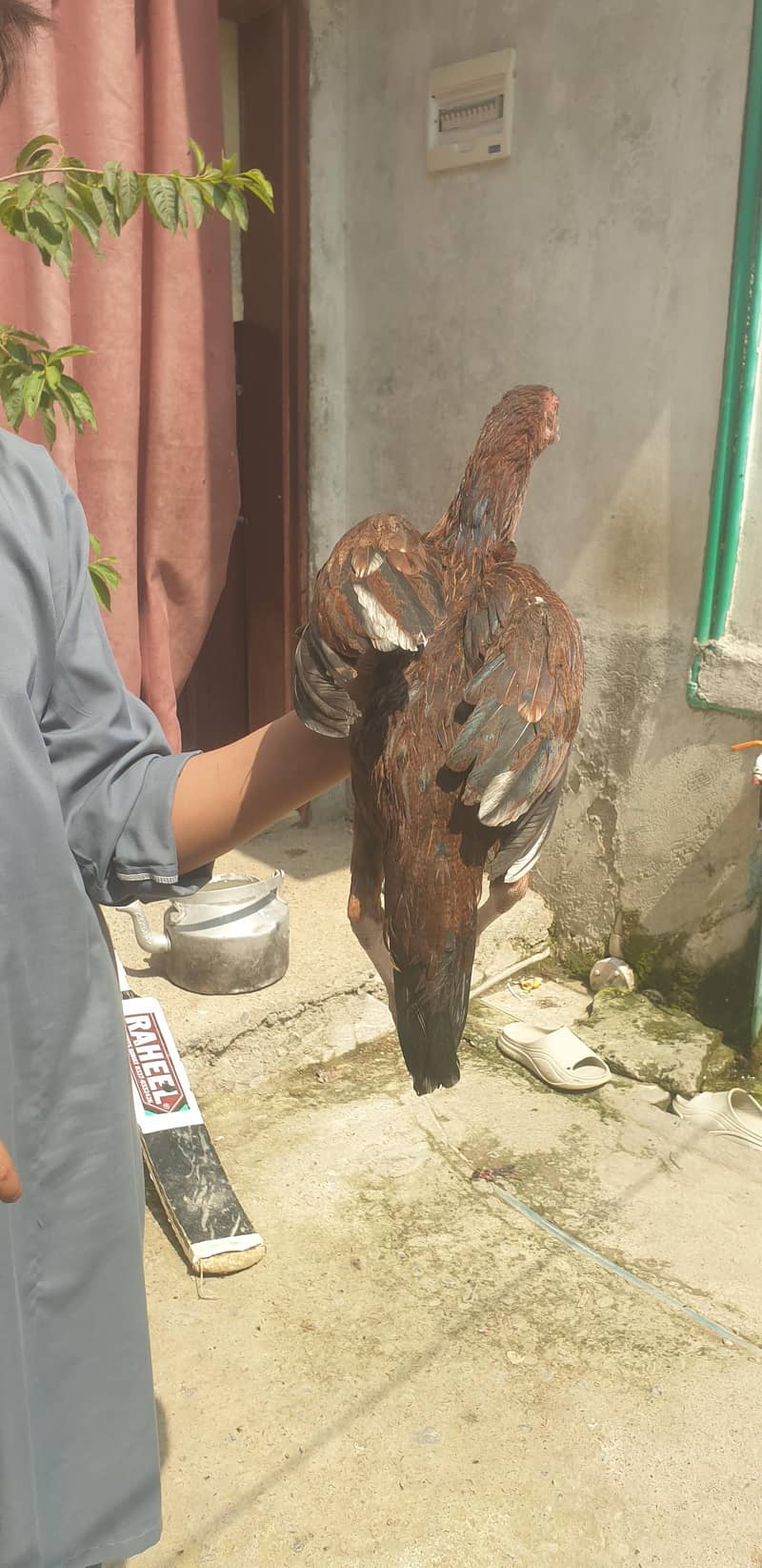 hen. . 1