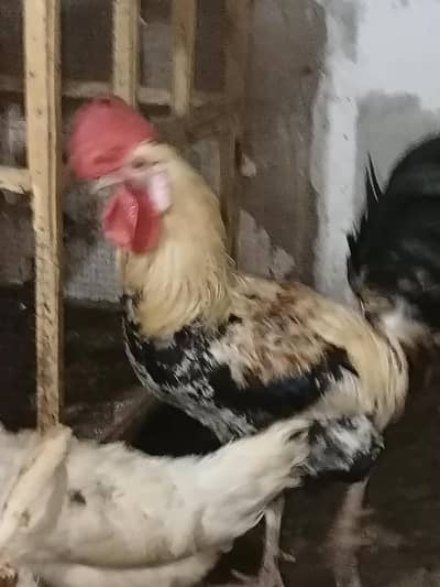 Aseel female for sale 03406546577
