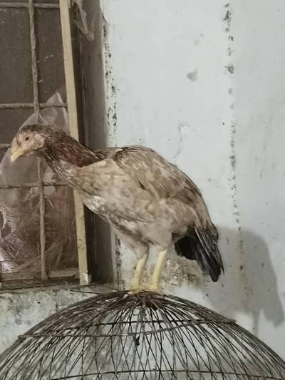 Aseel female for sale 03406546577