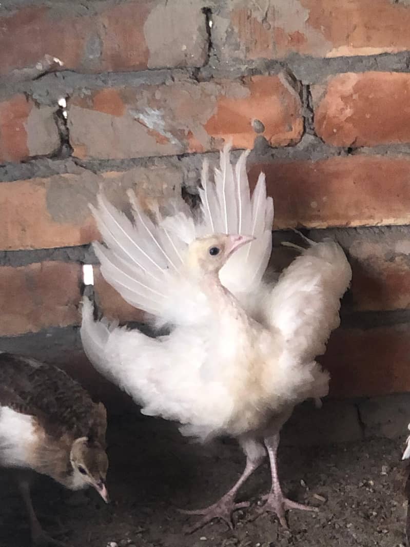peacocks 0