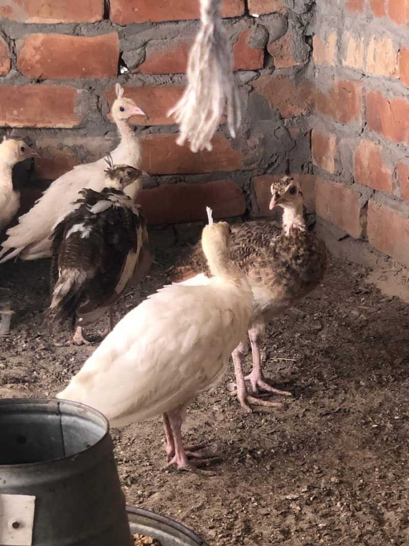 peacocks 1