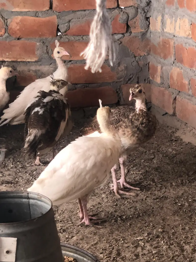 peacocks — photo 2