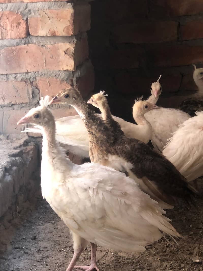 peacocks 2