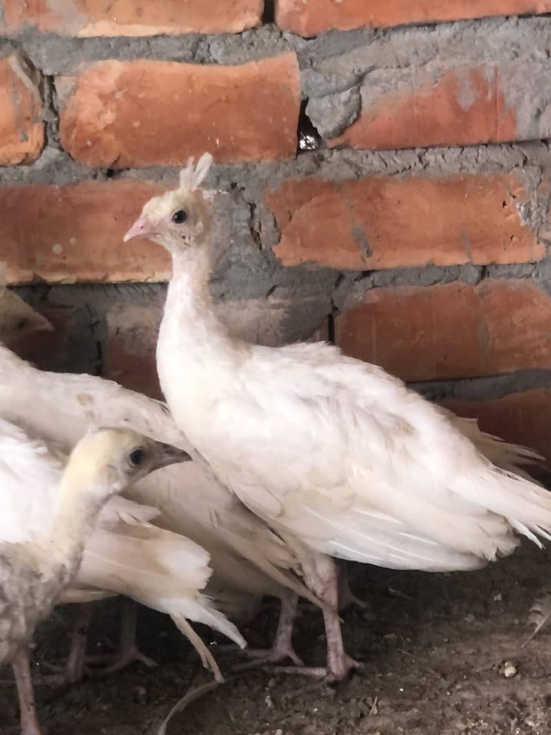 peacocks 3