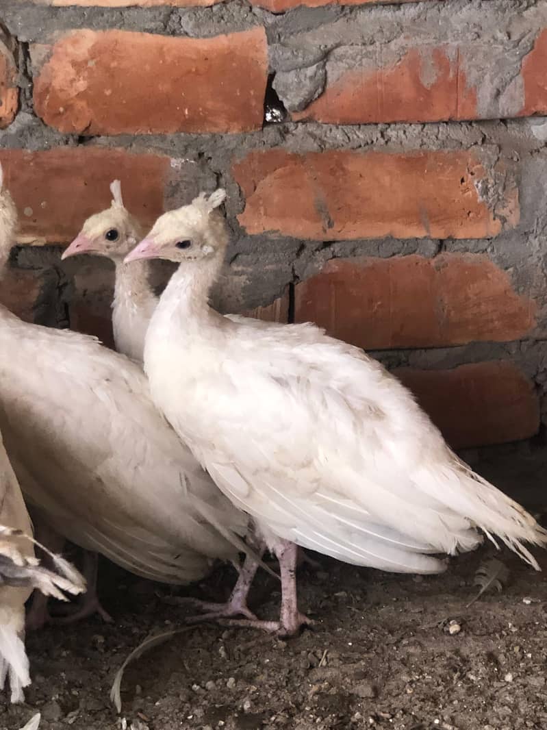 peacocks 4