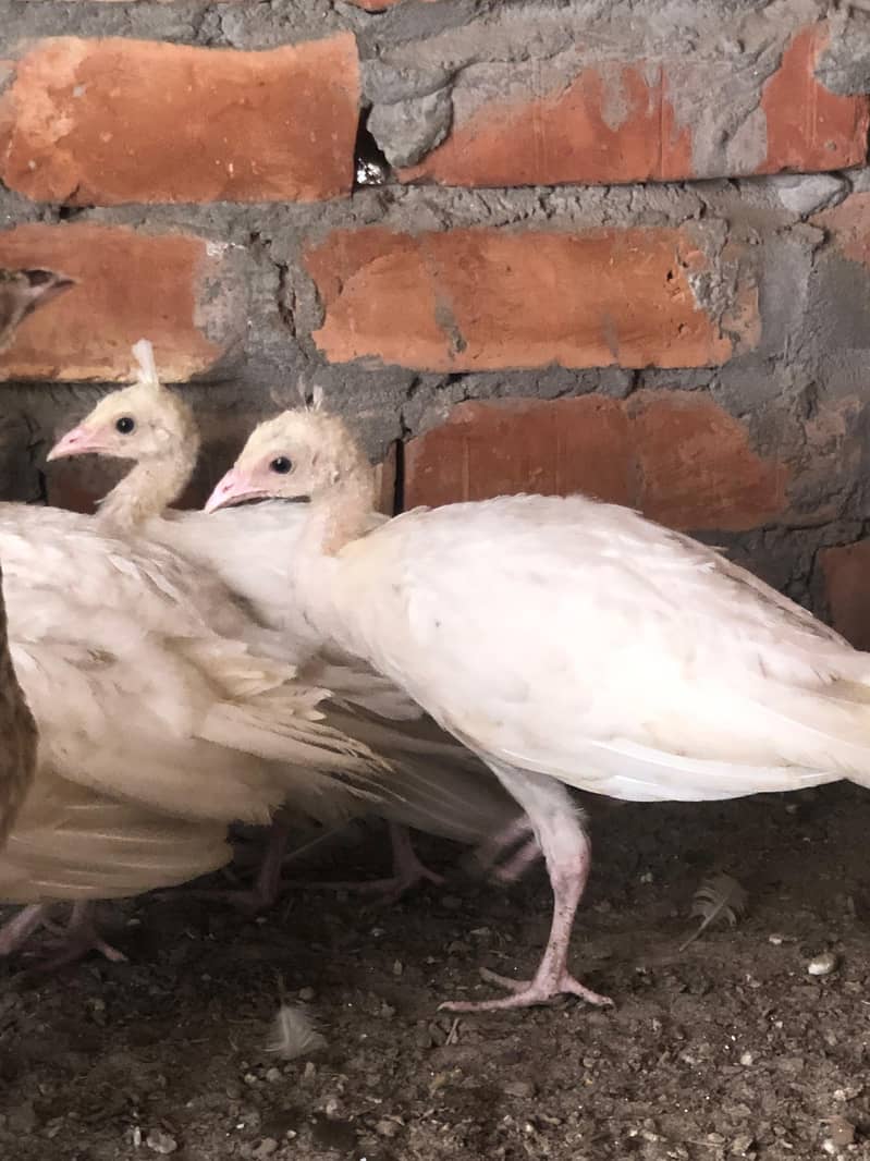peacocks 7